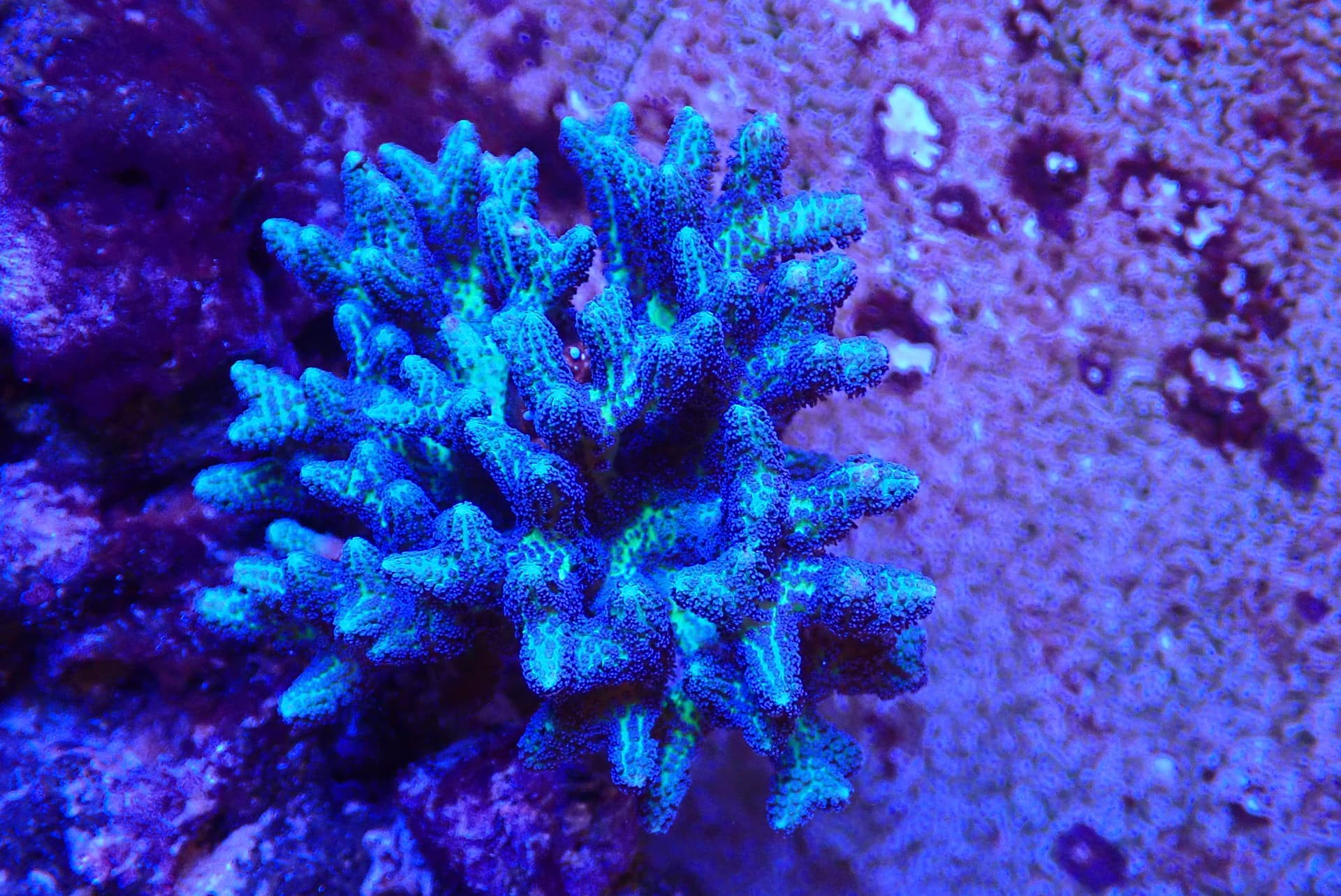 acrofrag25