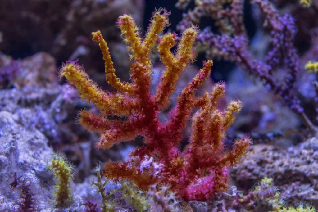 Violaceous Sea Whip