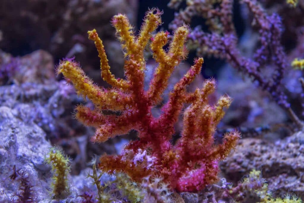 Violaceous Sea Whip