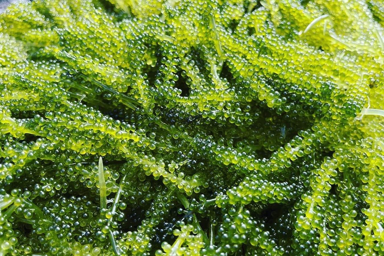 Grape Caulerpa