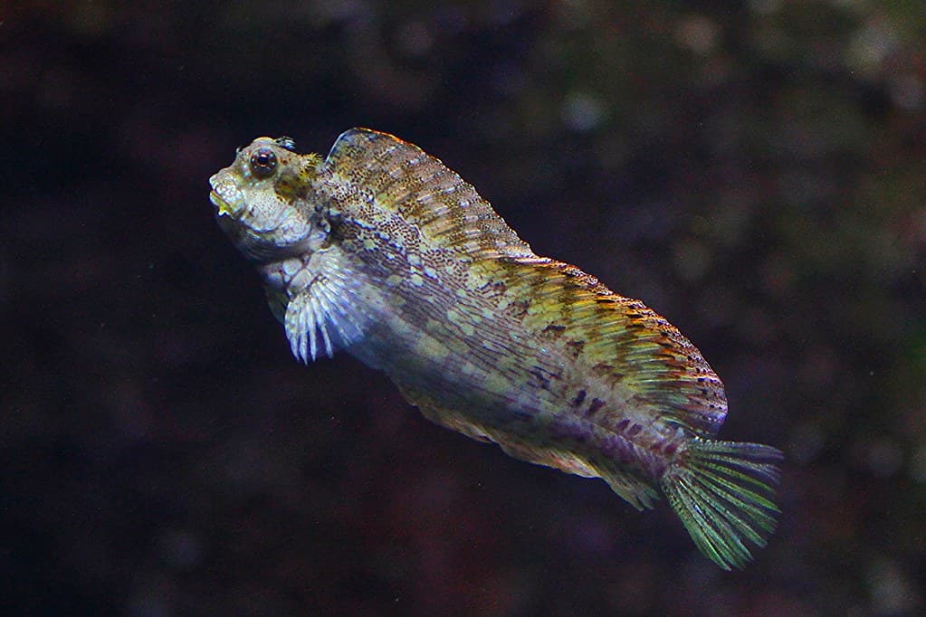 Jeweled Blenny