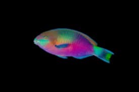 Quoy's Parrotfish
