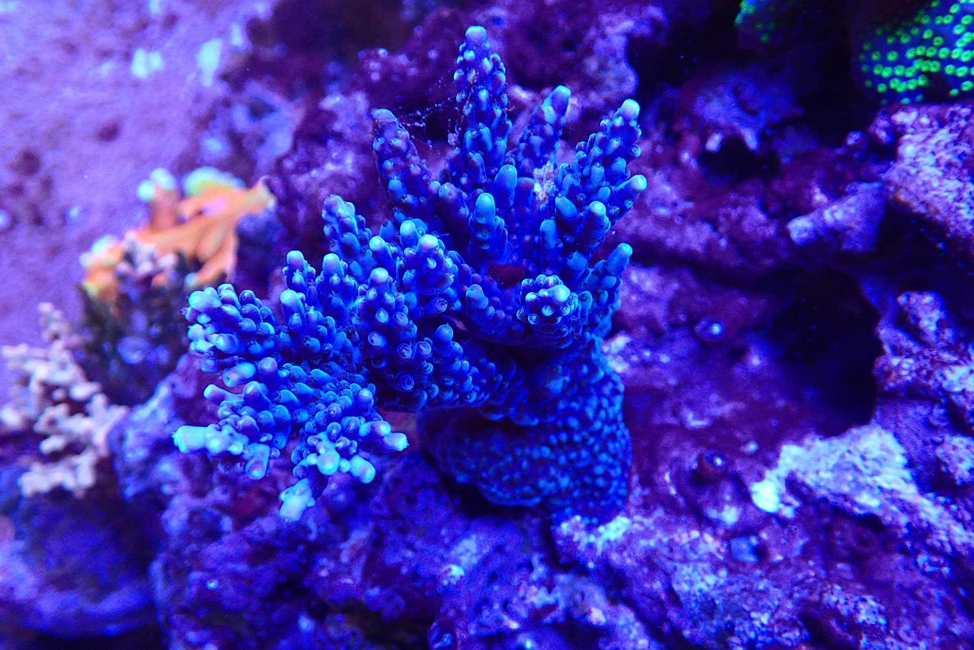 acrofrag38