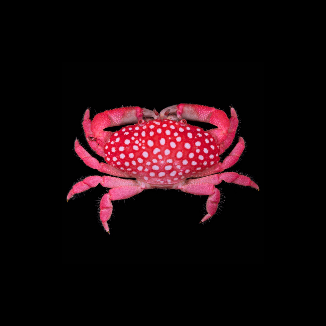 Hawaiian Strawberry Crab