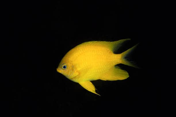 Golden Damsel