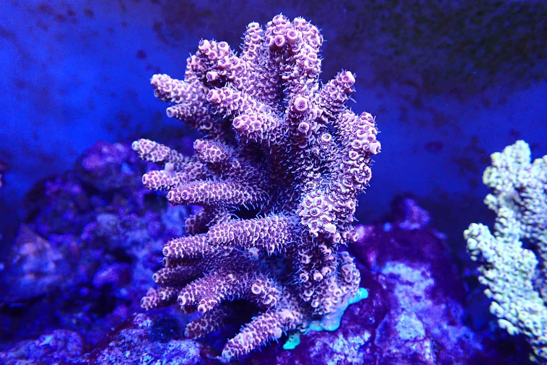 acrofrag7