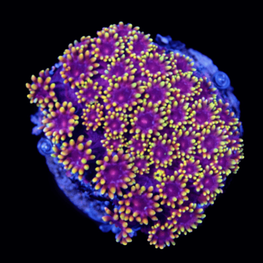 Gonzo Gonipora