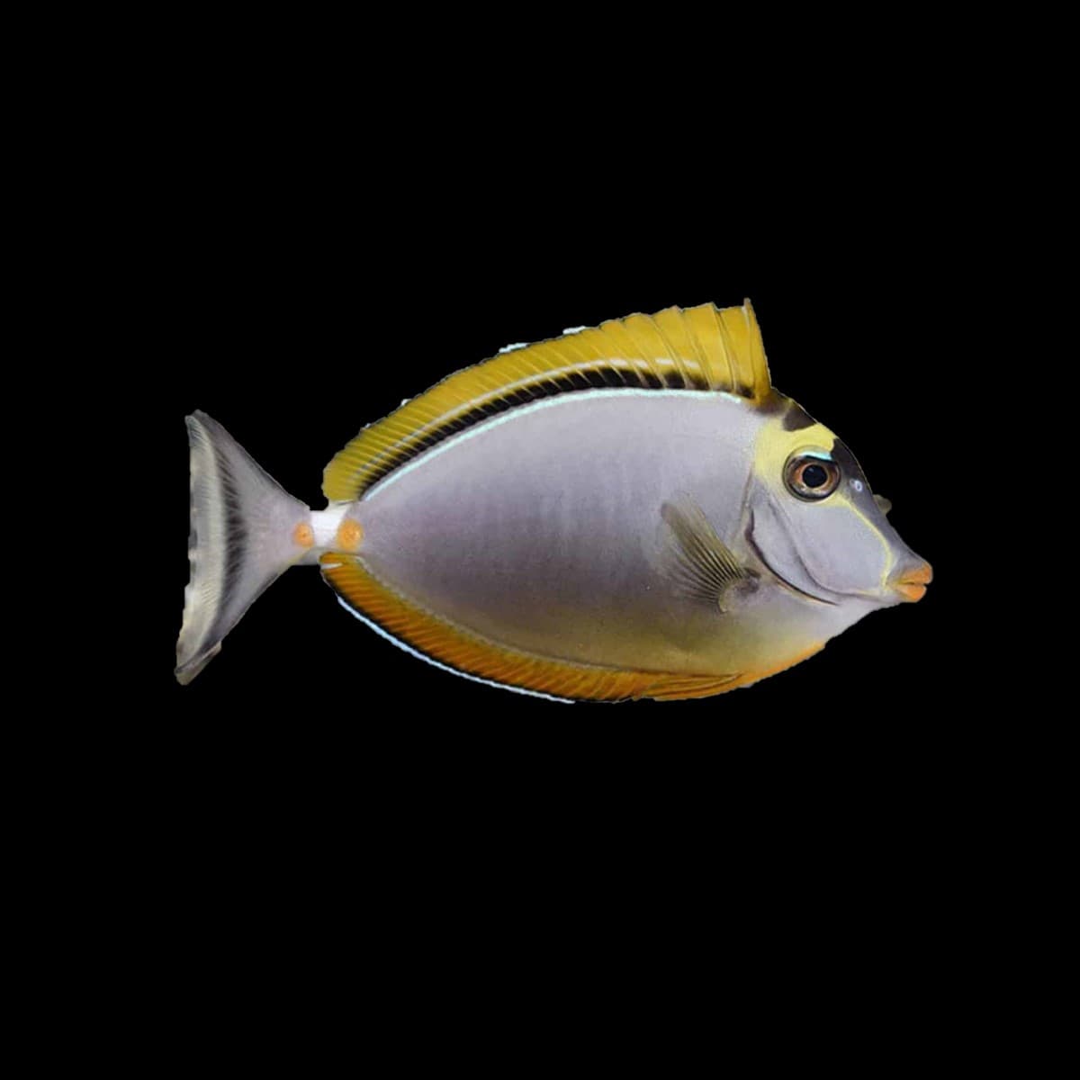 Blonde Naso Tang