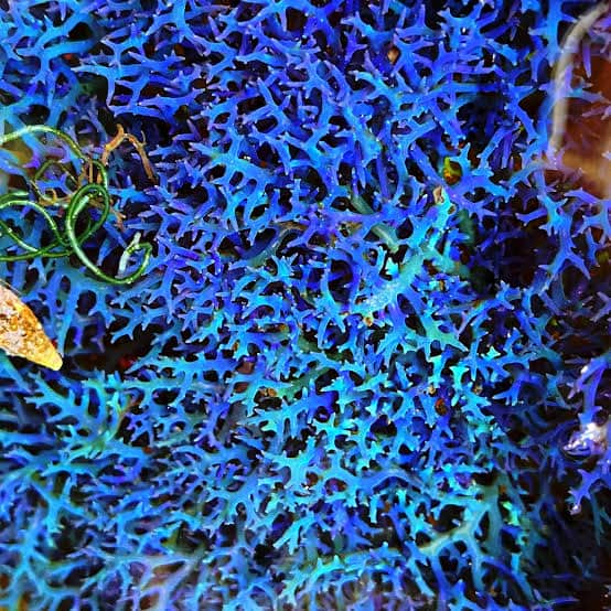 Blue Hypnea Macro Algae (Clipping) 1"