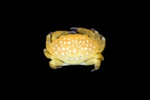 Yellow Hawaiian Strawberry Crab