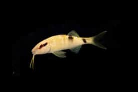 Multi-barred Goatfish