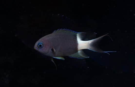Bicolor Chromis