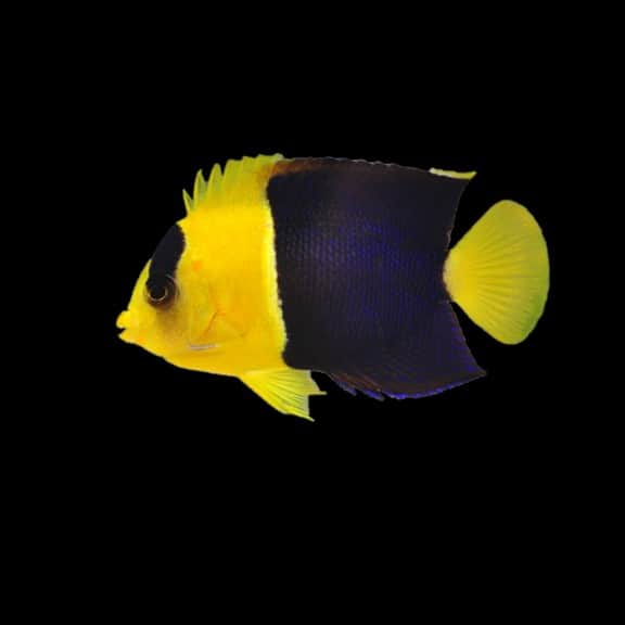 Bicolor Angelfish