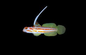 Yasha Goby