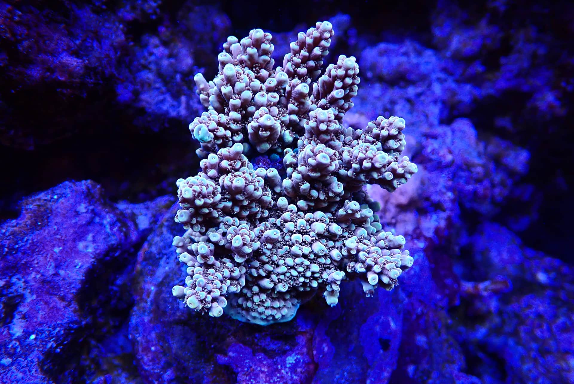 acrofrag31