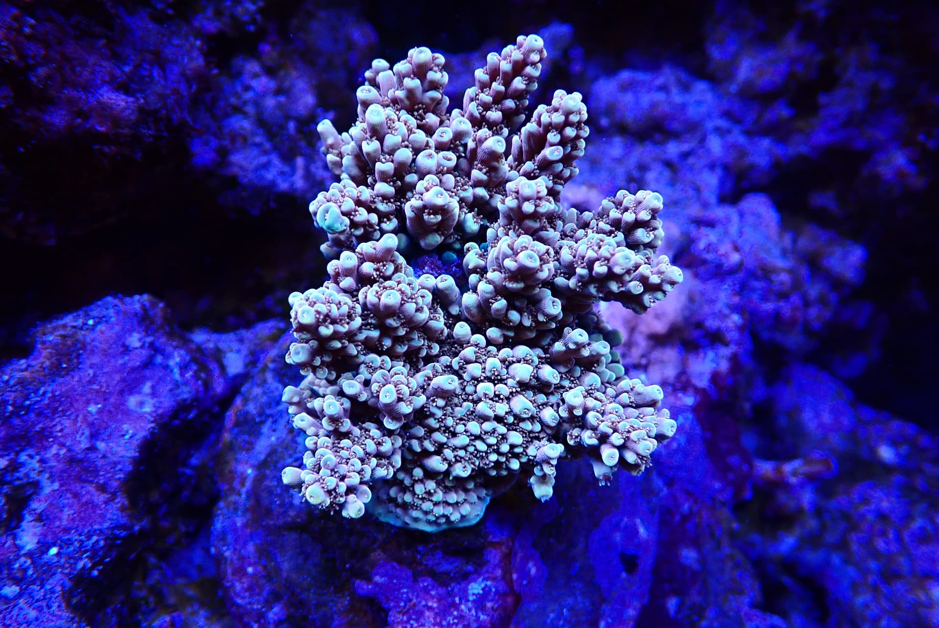 acrofrag31