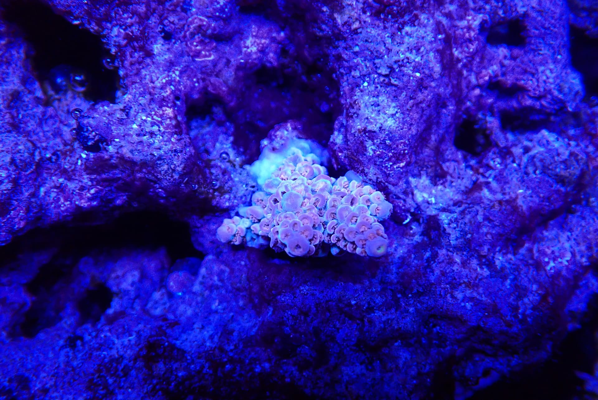 acrofrag45