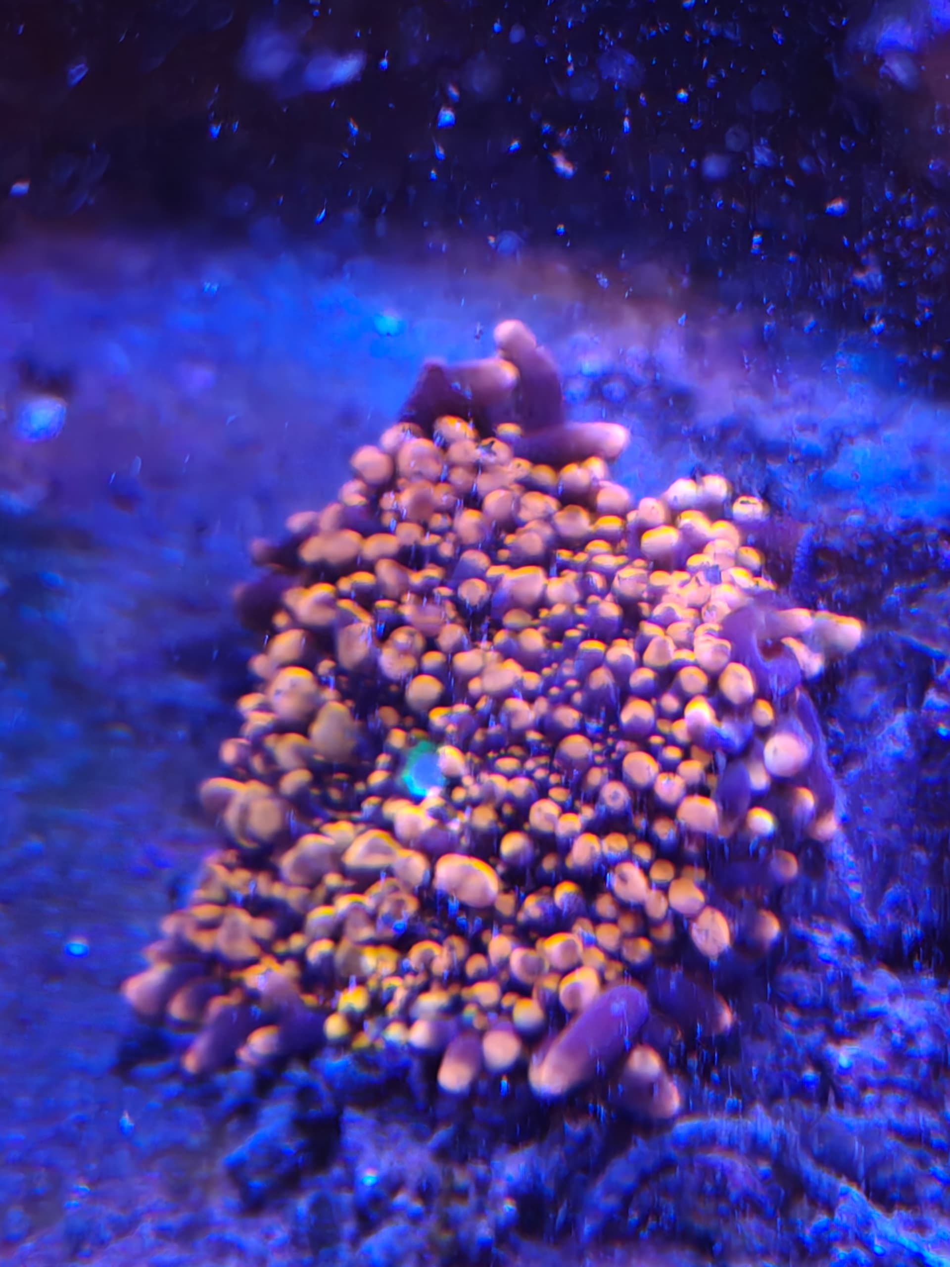 mushroomfrag3