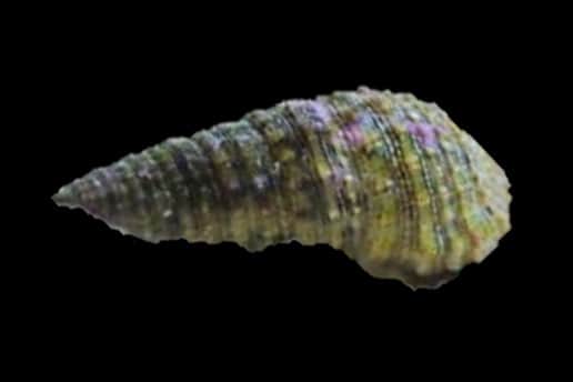 White Cerith Snail