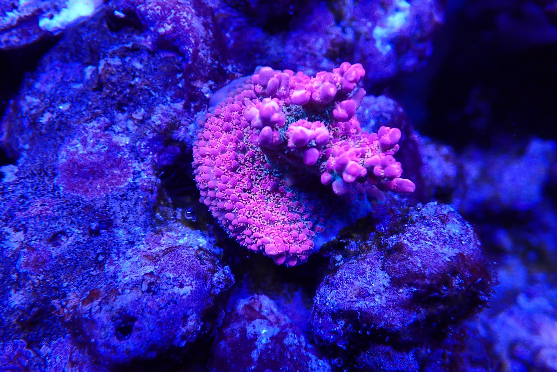 acrofrag41