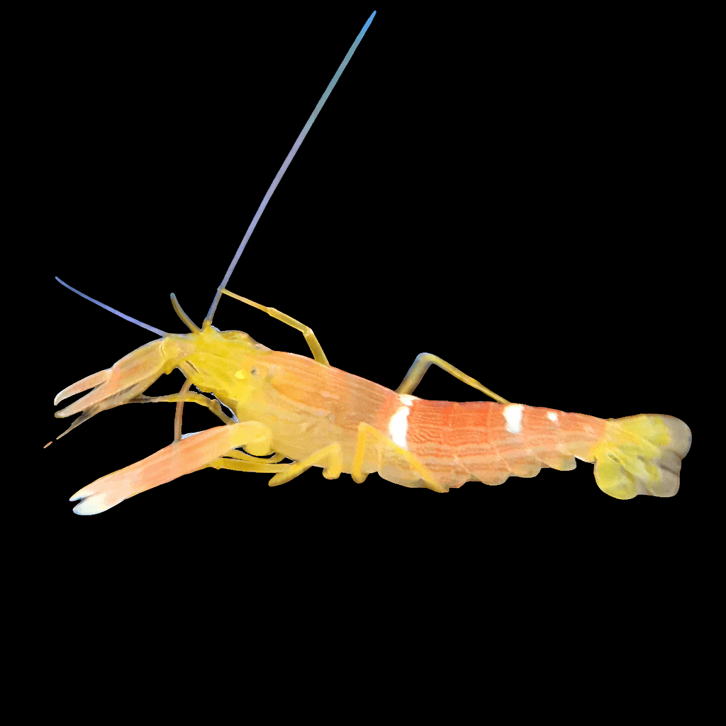 Yellow and Peach Pistol Shrimp