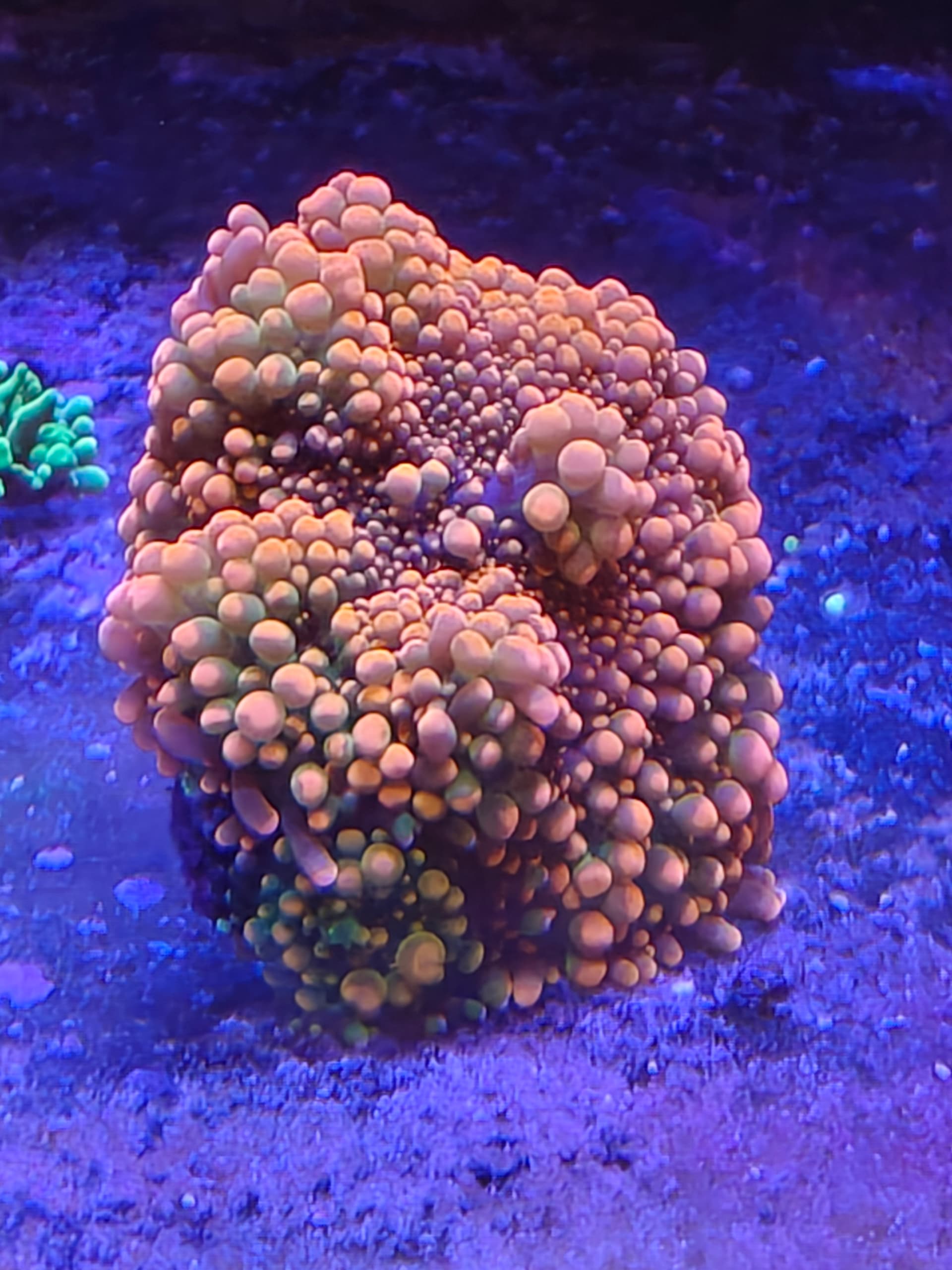 mushroomfrag1