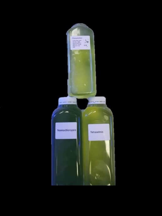 Phytoplankton