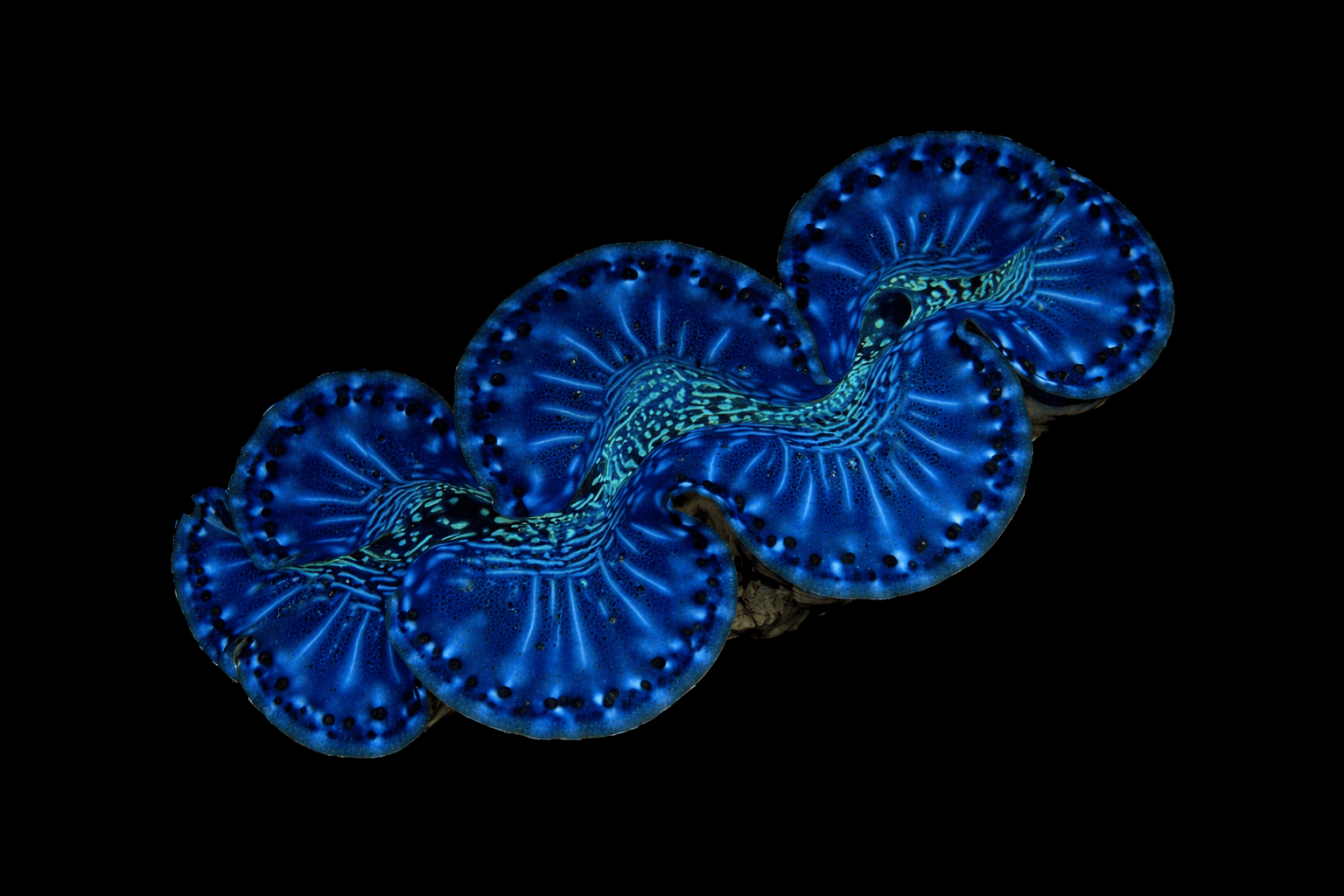 Blue Maxima Clam