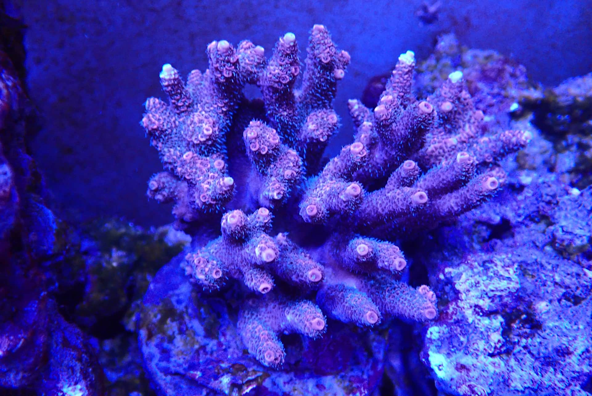 acrofrag10
