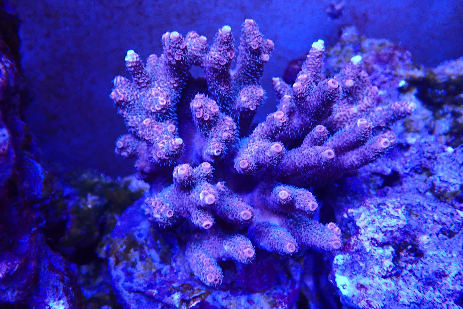 acrofrag10