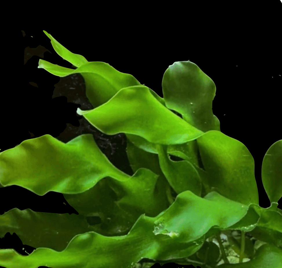 Sea Grass Caulerpa