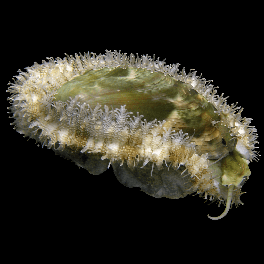 Donkey Ear Abalone