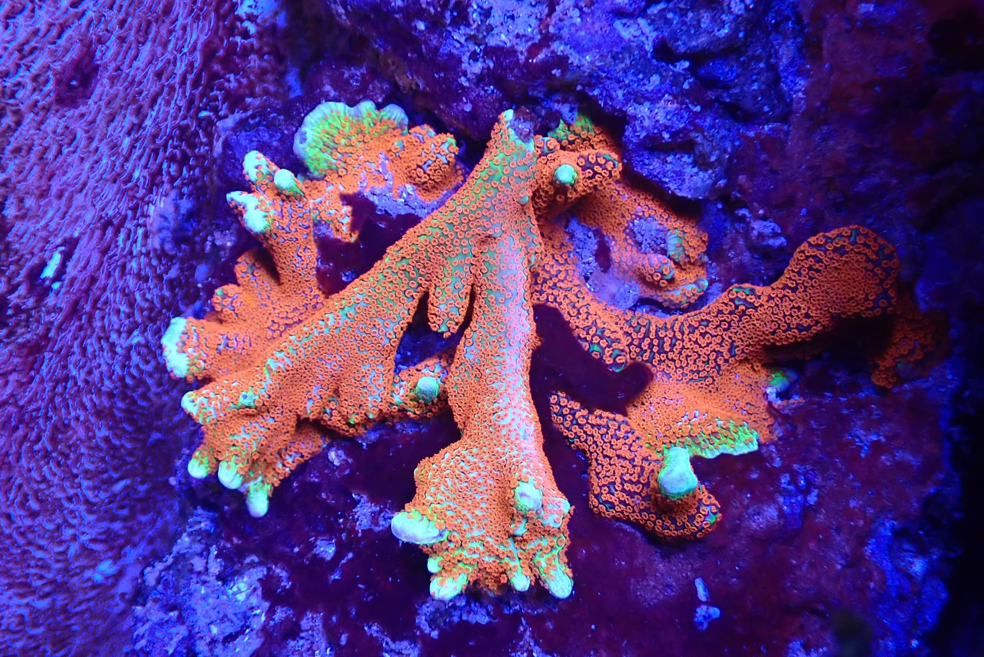 acrofrag35