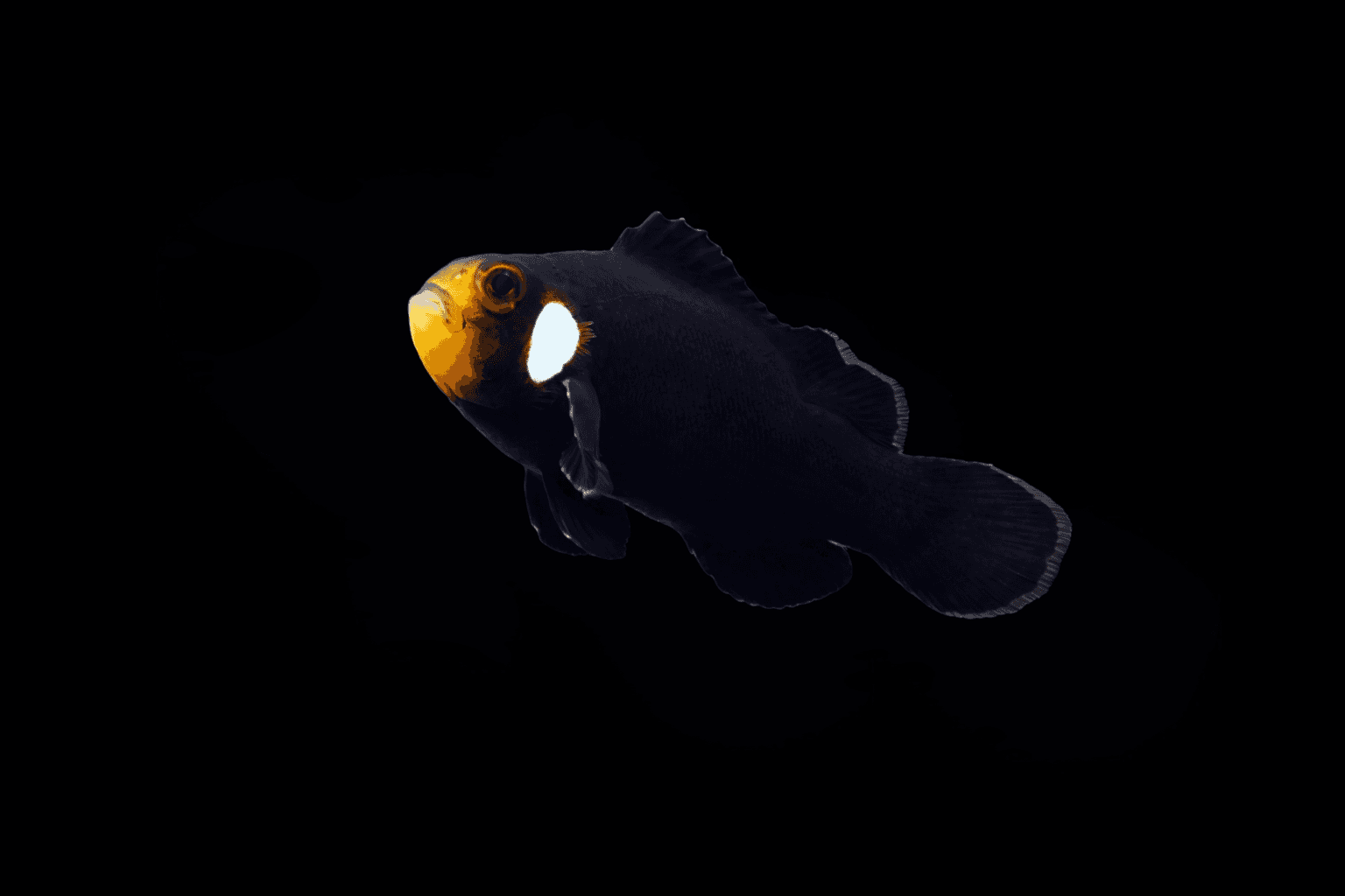 Domino Ocellaris Clownfish