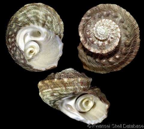 Torquata Snail