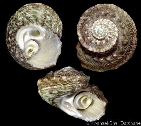 Torquata Snail