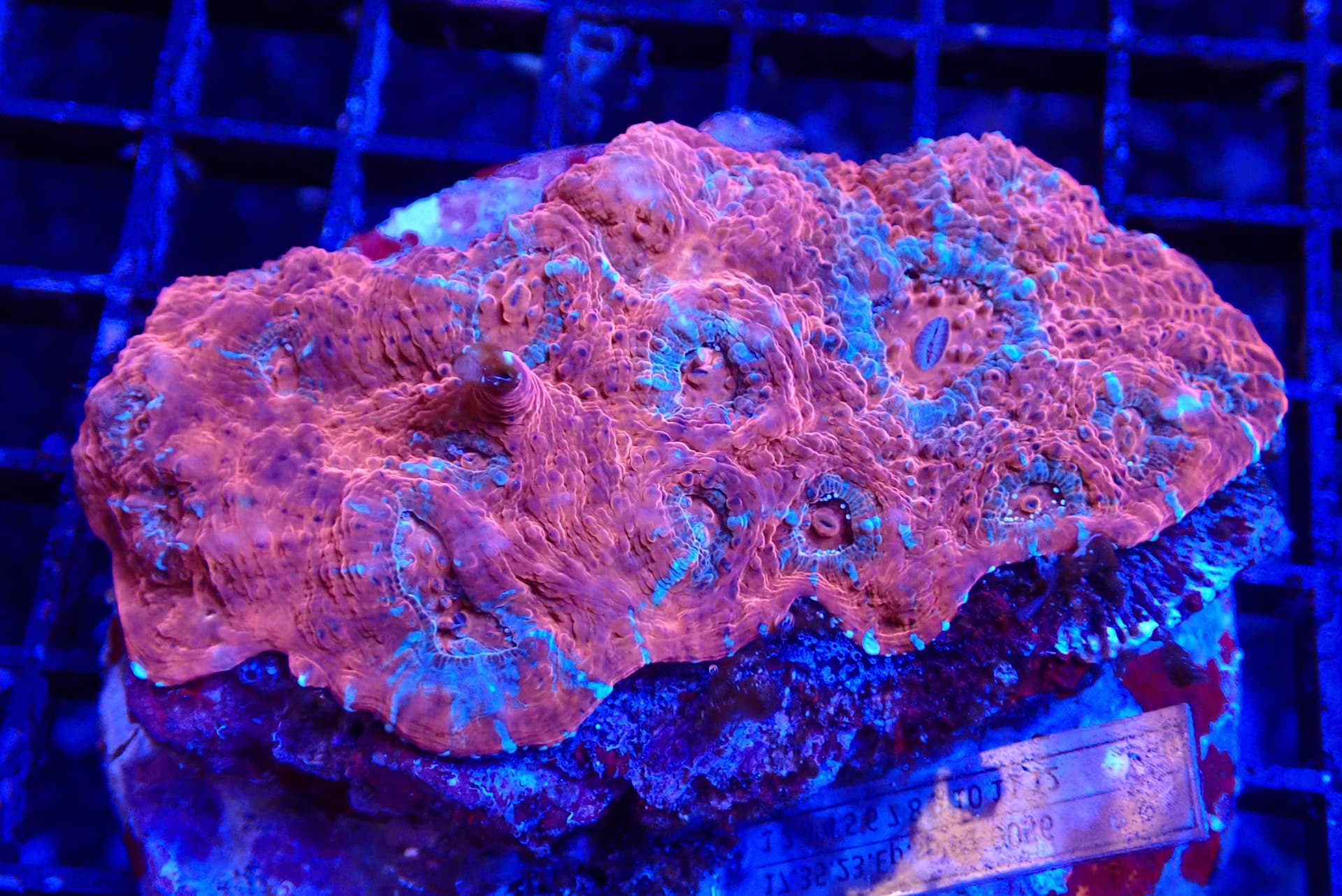 RED CHALICE CORAL