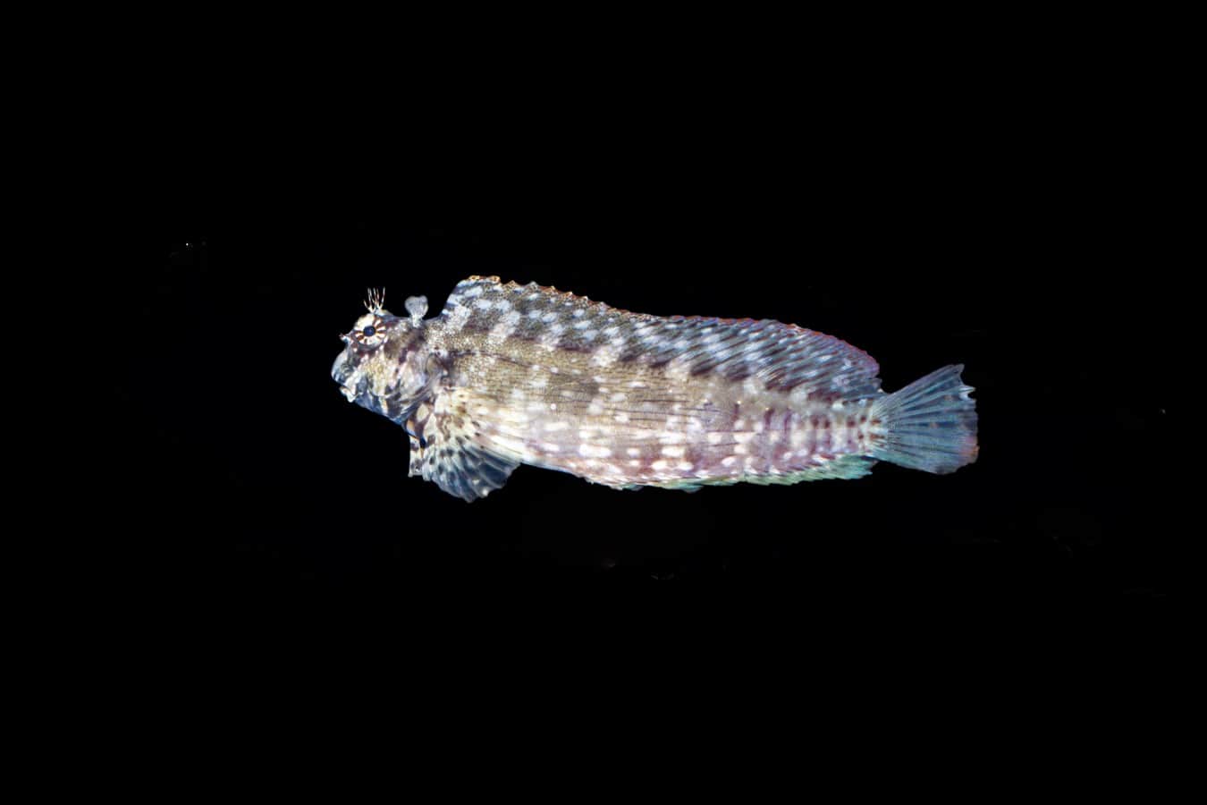 Lawnmower Blenny