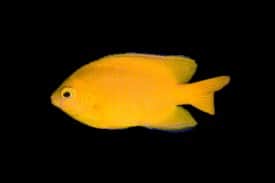 Lemon Damsel