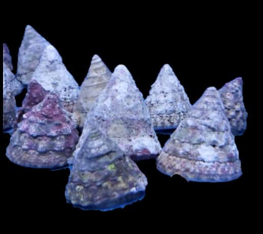 Turban Snail