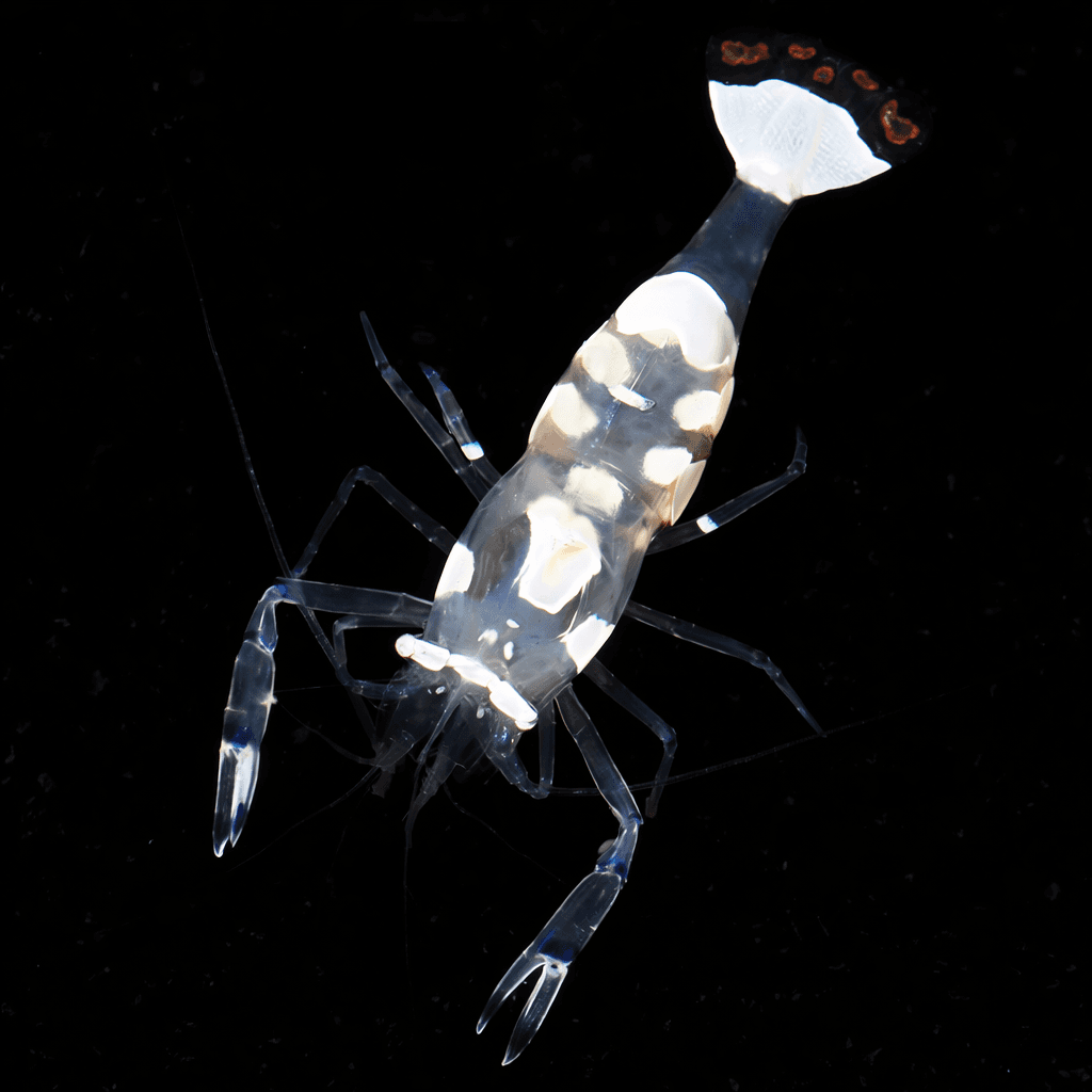 White Spotted Anemone Shrimp