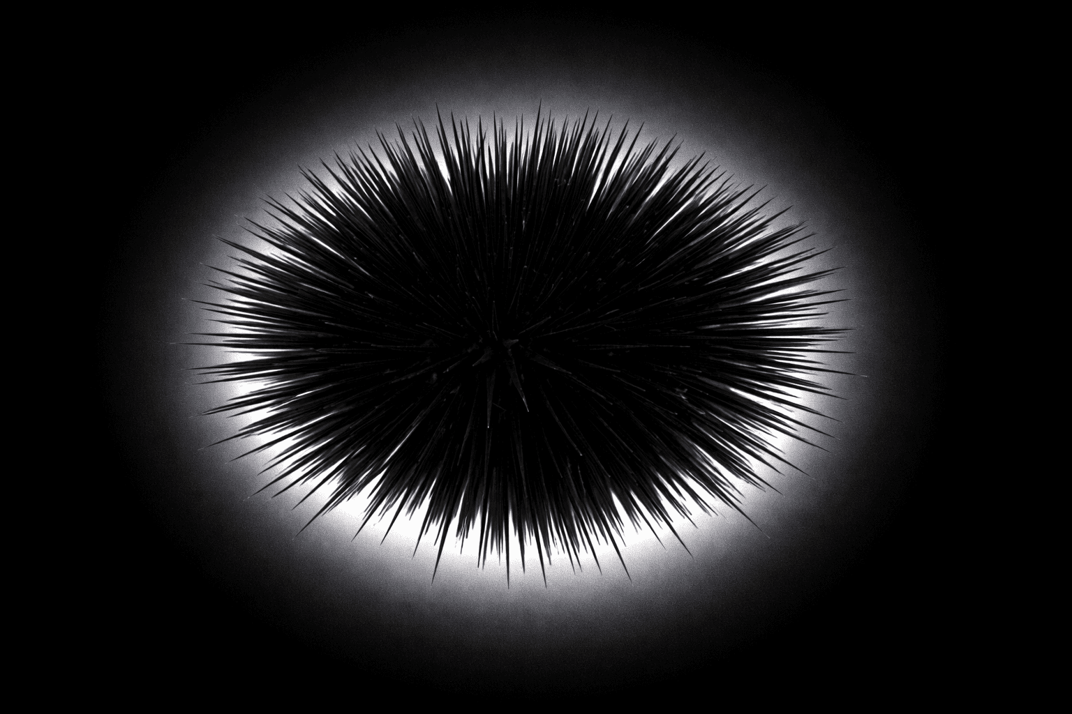 Black Sea Urchin