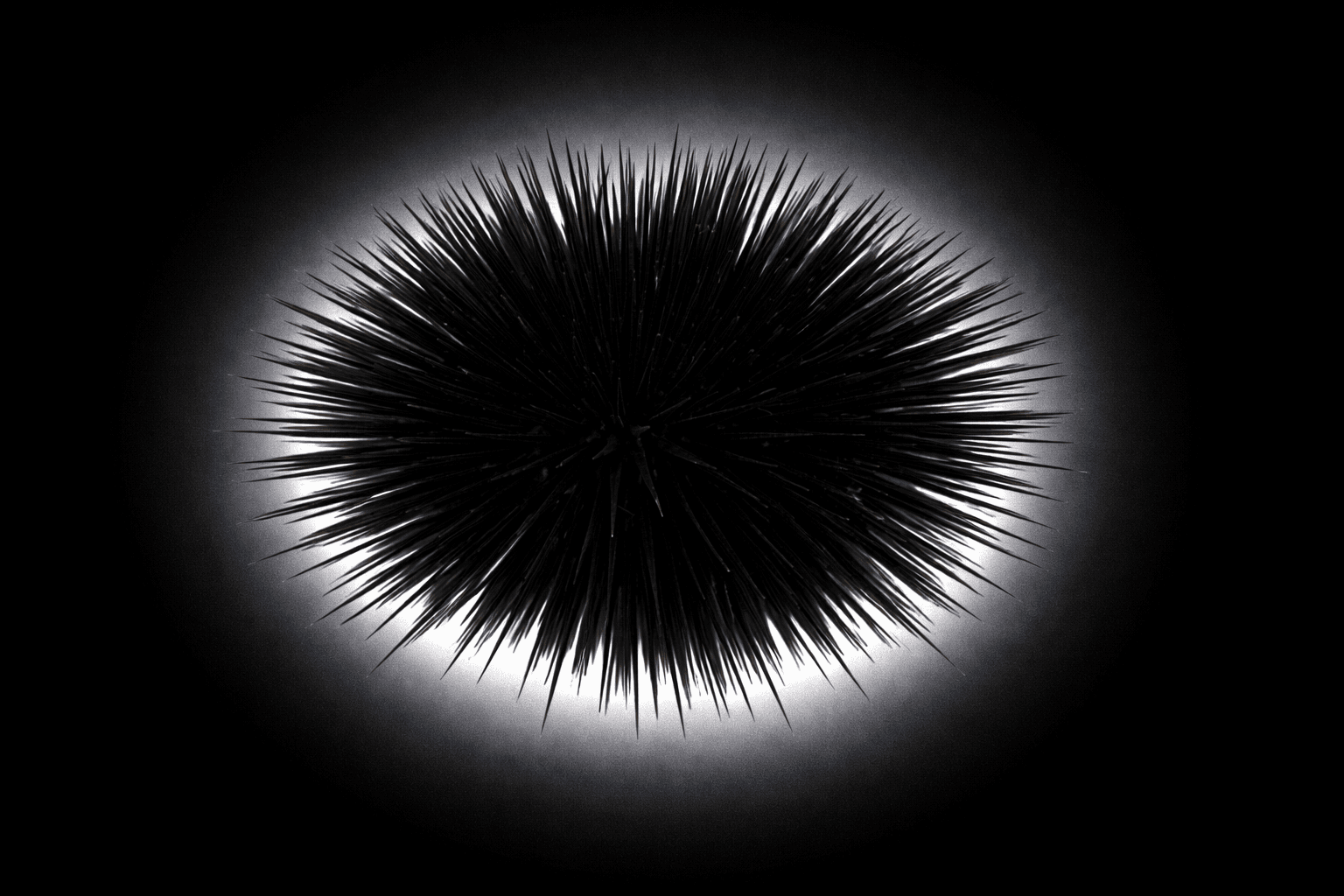 Black Sea Urchin