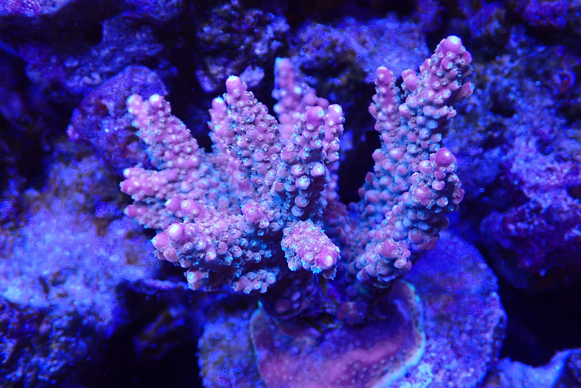 acrofrag23
