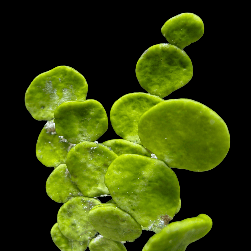 Rooted Halimeda