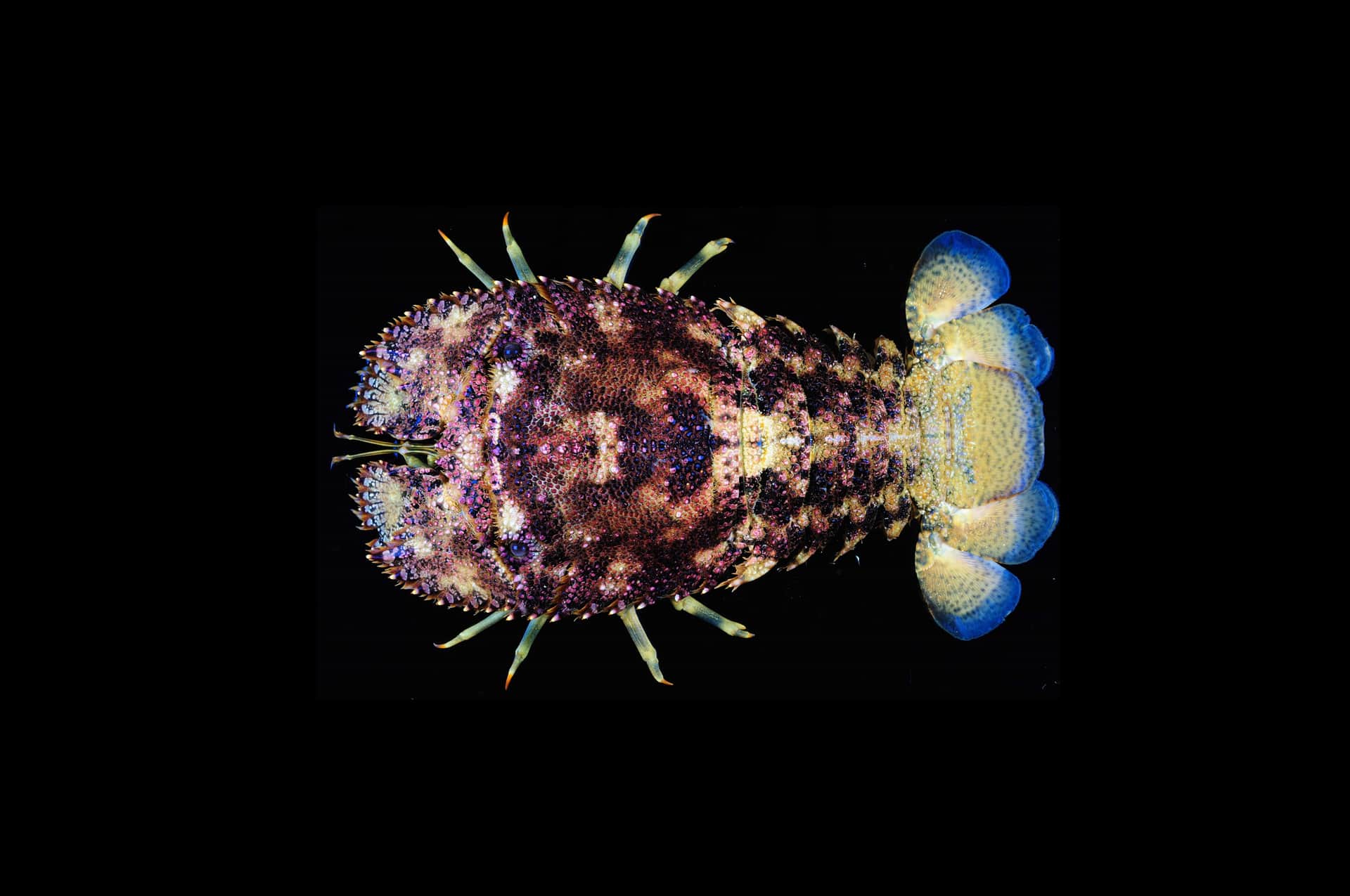 Hawaiian Sculptured Slipper Lobster