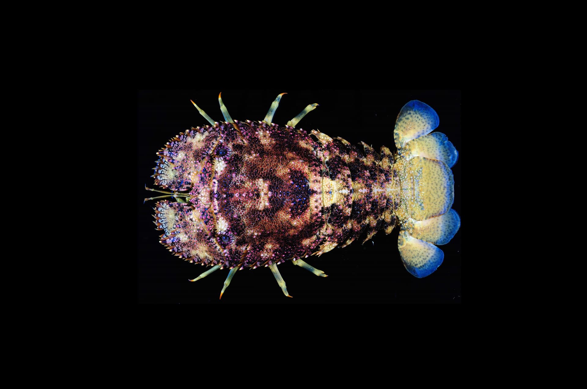 Hawaiian Sculptured Slipper Lobster