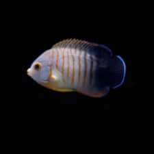 Eibli Angelfish