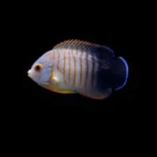 Eibli Angelfish