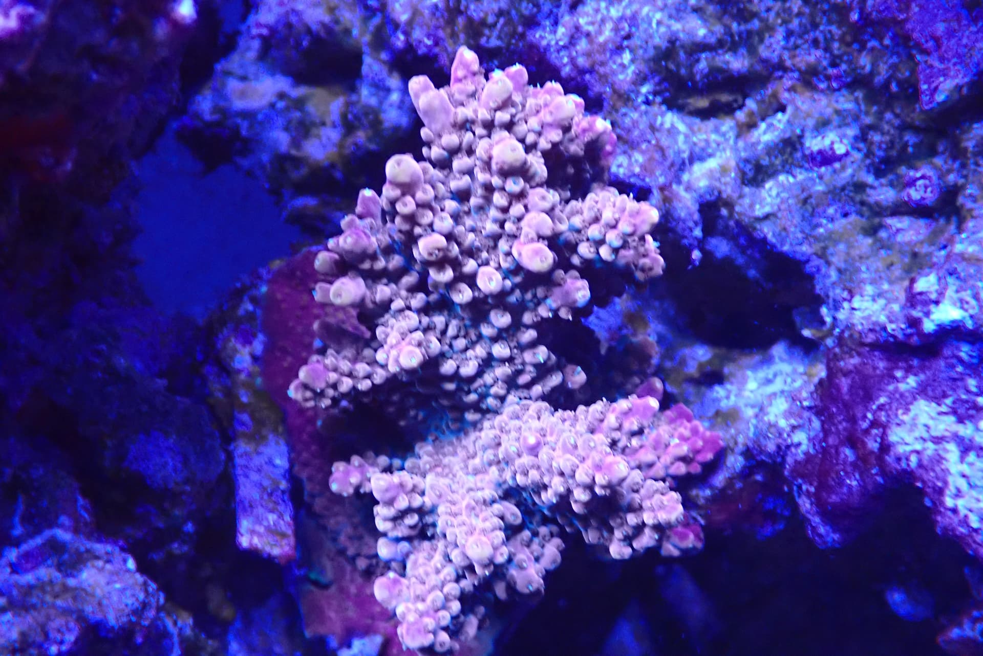 acrofrag30